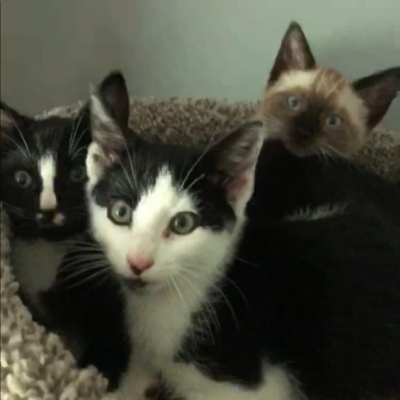 Hi. I’m Koda. I’m 1 year old now - Picture 14 of 14